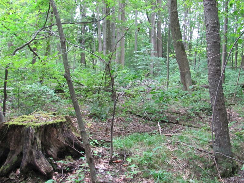Elm - Ash - Maple Lakeplain Forest